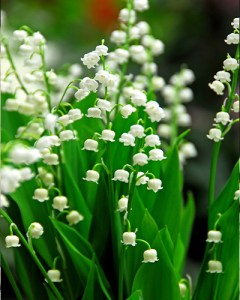 Convallaria majalis9